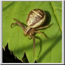 Xysticus ulmi - Krabbenspinne 04a.jpg